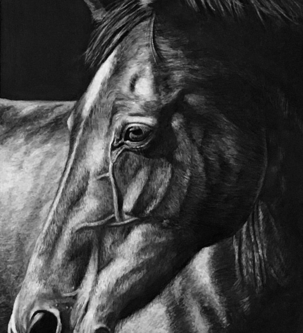 Horse drawing