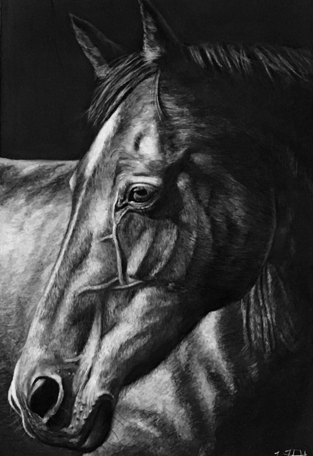 Horse drawing
